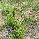 Scirpus atrovirens Libunga
