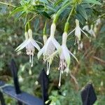 Fuchsia magellanicaFlor