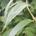 Bomarea edulis Leaf