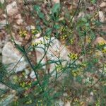 Bupleurum praealtum फूल