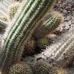 Echinopsis huascha Hoja