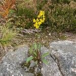 Senecio lugens Blomma