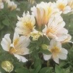 Alstroemeria aurea Flor