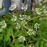 Cicuta maculata Fiore