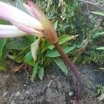 Amaryllis belladonna Flower