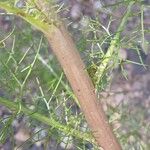 Tripleurospermum inodorum Bark