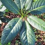 Rhododendron sinogrande Blad