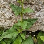 Blitum bonus-henricus Leaf