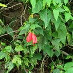 Malvaviscus penduliflorus Costuma