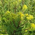 Senecio cacaliaster ফুল