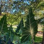 Alocasia micholitziana Leaf