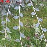 Cotoneaster franchetii Φύλλο