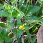 Synedrella nodiflora Alkat (teljes növény)