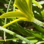 Gagea fragifera 花