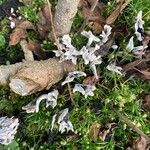 Monotropa uniflora Fuelha