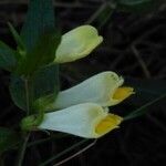 Melampyrum pratense Annet