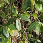 Ligustrum vulgare Fuelha