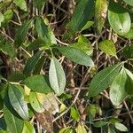 Ligustrum vulgare Ліст