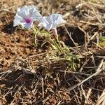 Ipomoea mombassana Habitat