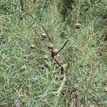 Hakea sericea Habitatea