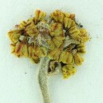 Eriogonum diclinum फूल