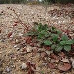 Tuberaria lignosa Frucht