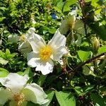 Rosa laevigata Blomst