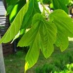 Morus kagayamae Leaf