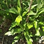 Artemisia suksdorfii Leaf