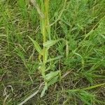 Lactuca graminifolia Листок