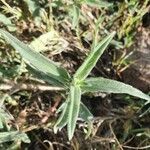 Aspilia mossambicensis Hoja