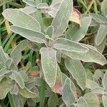 Phlomis purpurea Blatt