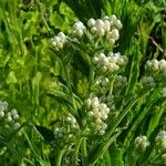 Pseudognaphalium californicum Flower