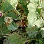 Rubus parvifolius Fruto