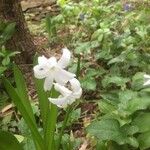 Hyacinthus orientalis Lorea