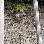 Indigofera decora Flor