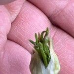 Allium vineale Kvet