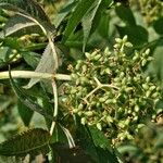 Sambucus racemosa Ffrwyth