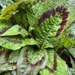 Persicaria filiformis Fuelha