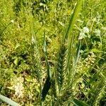 Hordeum vulgareΦρούτο