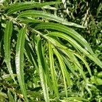 Salix viminalis Hoja