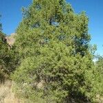 Pinus cembroides Агульны выгляд