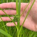 Scirpus atrovirens Mbuma