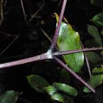 Leea guineensis बार्क (छाल)