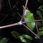 Leea guineensis Kabuk