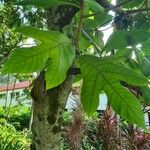 Artocarpus odoratissimus 葉