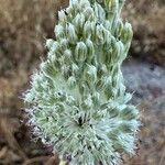 Allium guttatum Квітка