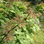 Aralia californica Owoc