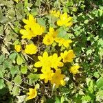 Sternbergia luteaFlower