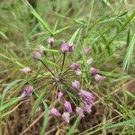 Allium unifolium Blüte